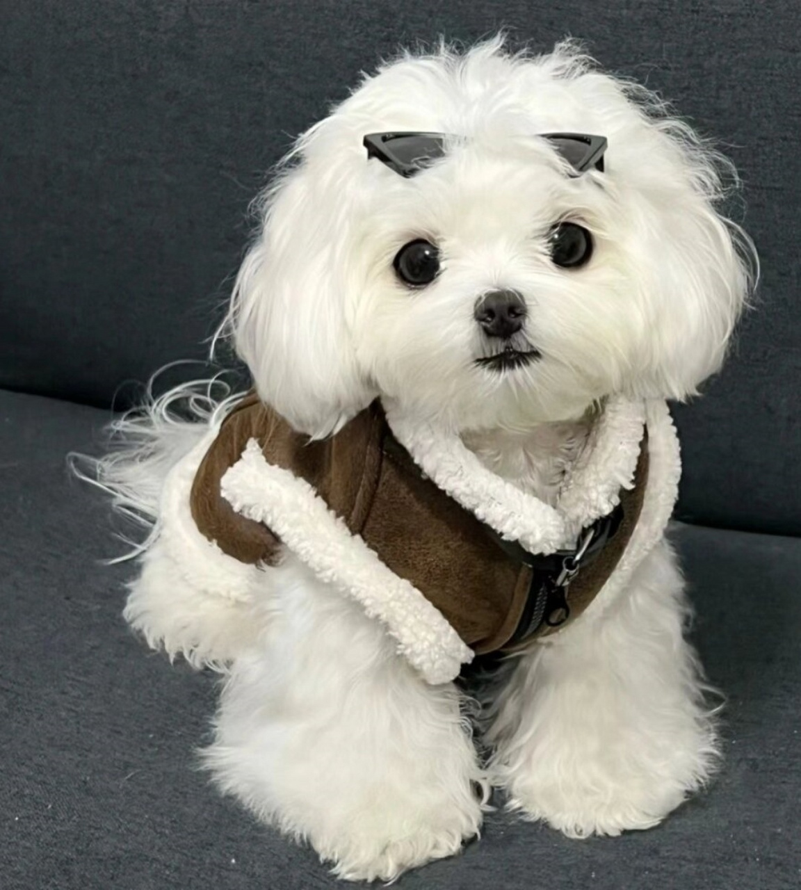 墨镜一带 谁能不爱  一只超酷的马尔济斯狗狗来啦!
