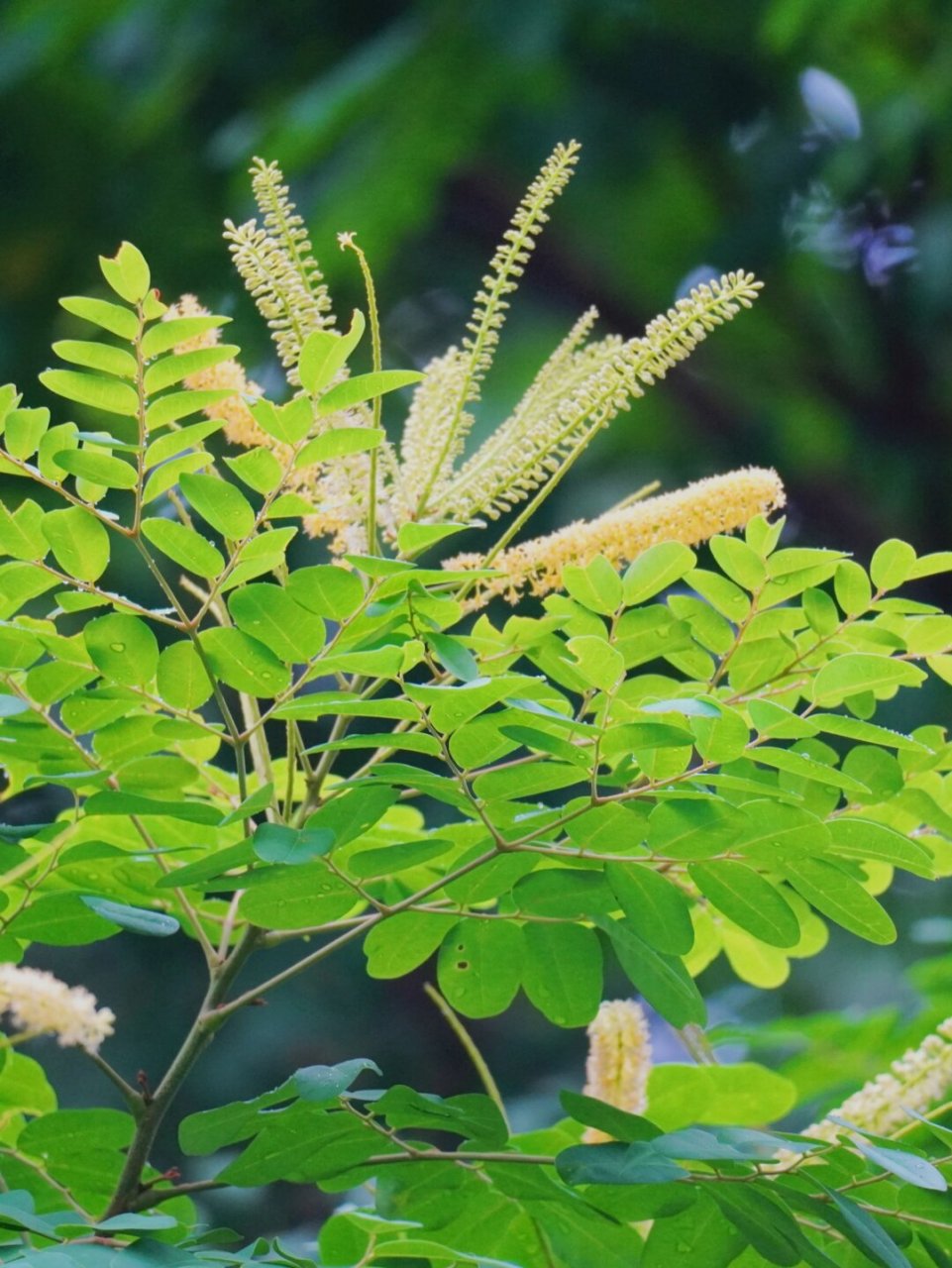 植物笔记222 | 王维诗里的"红豆"  海红豆,豆科海红豆属的一种植物,它