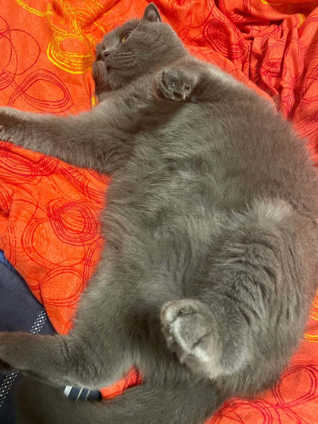 我那可爱的蓝猫体重足足10斤而其中肚子的重量就占据了9斤