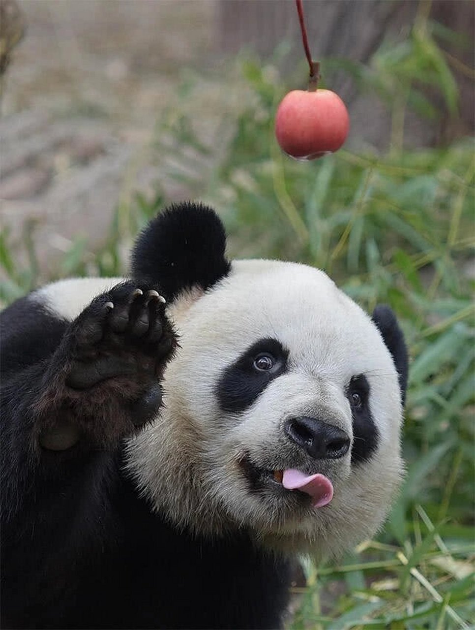 熊猫等蚩尤的图片图片