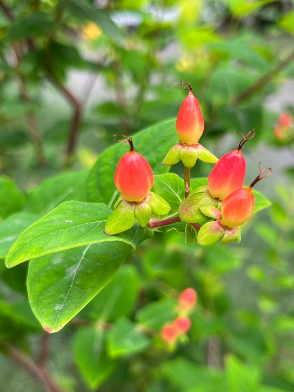 福州植物打标97 | 可爱娇小的浆果金丝桃  金丝桃,学名hypericum