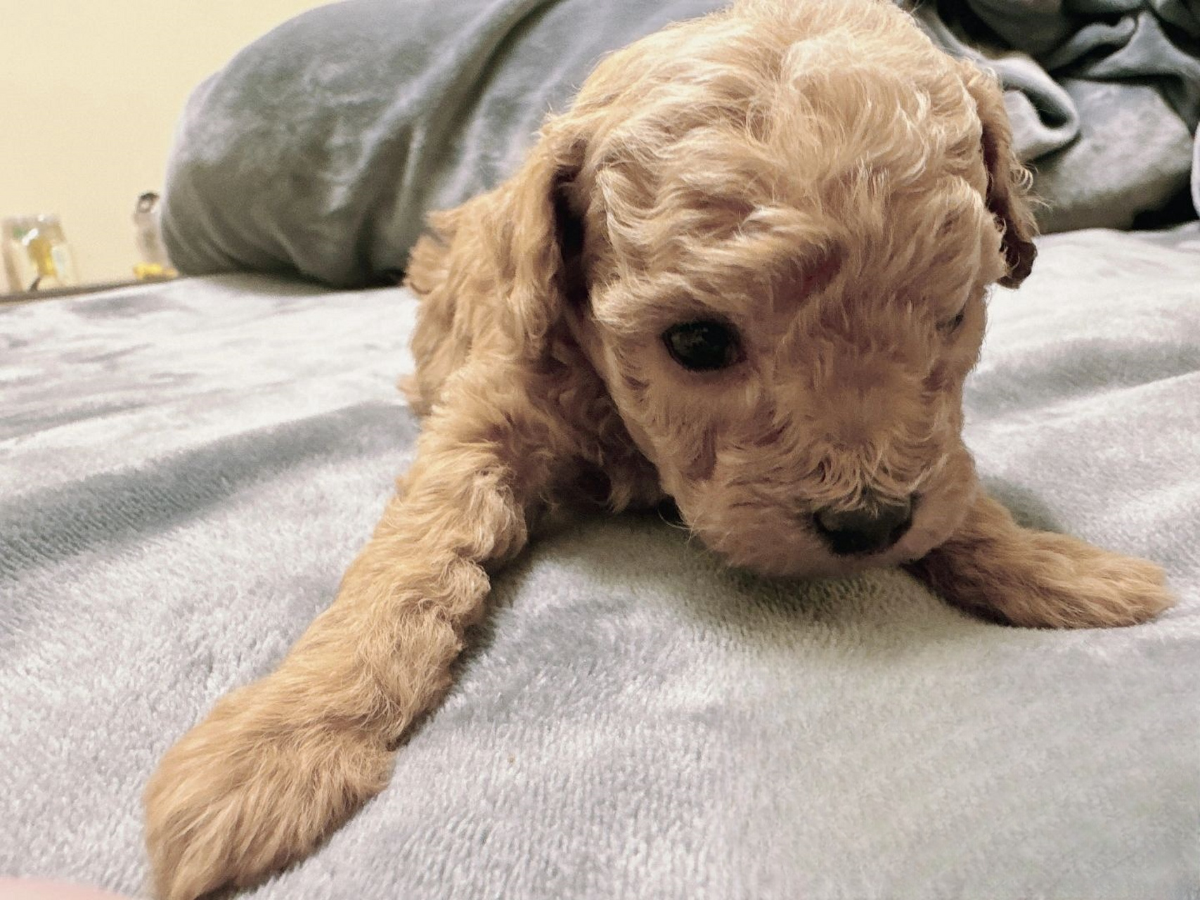 小体茶杯犬泰迪  这是一种娇小可爱,聪明活泼的狗狗.