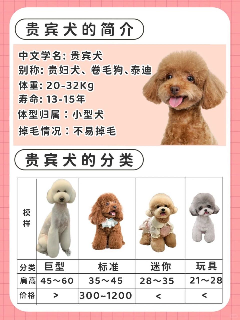 贵宾犬(也被称为"泰迪犬") .