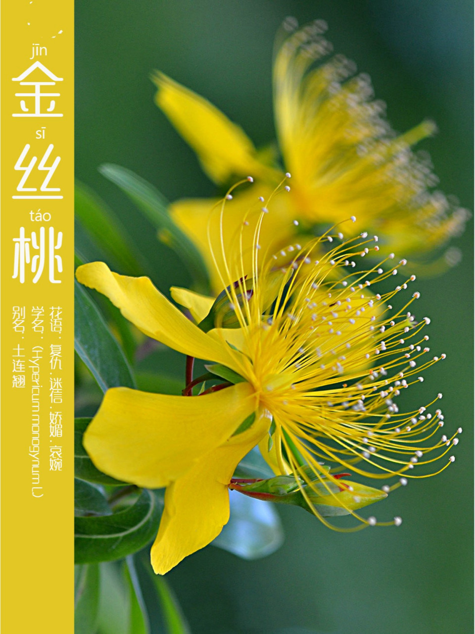 植物知识概览:金丝桃(hypericum monogynum l.