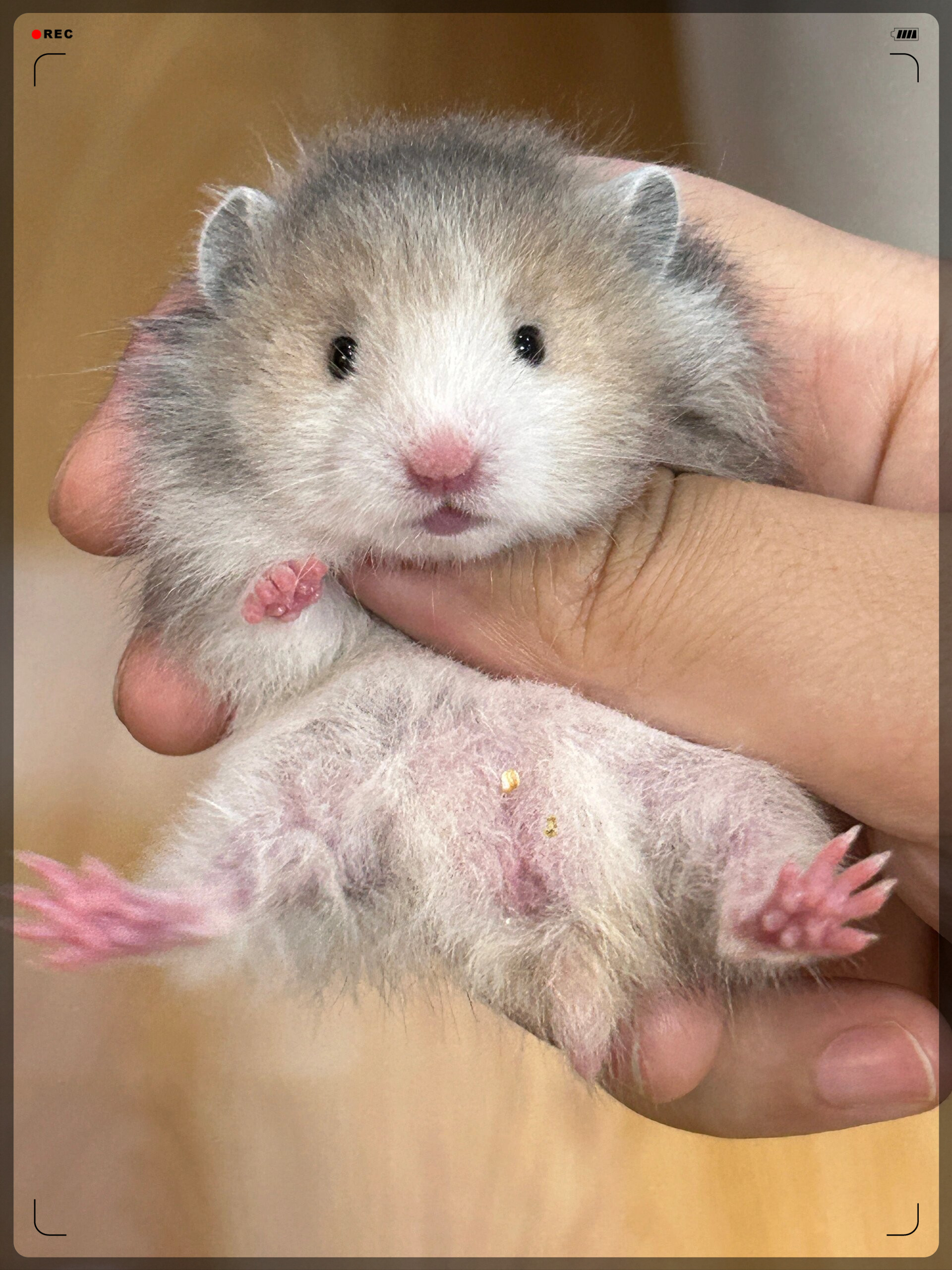 火波利金丝熊!   #我要上热门