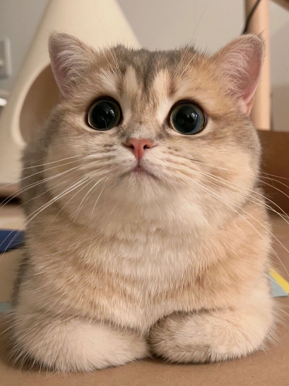 猫猫揣手手的模样真是治愈系
