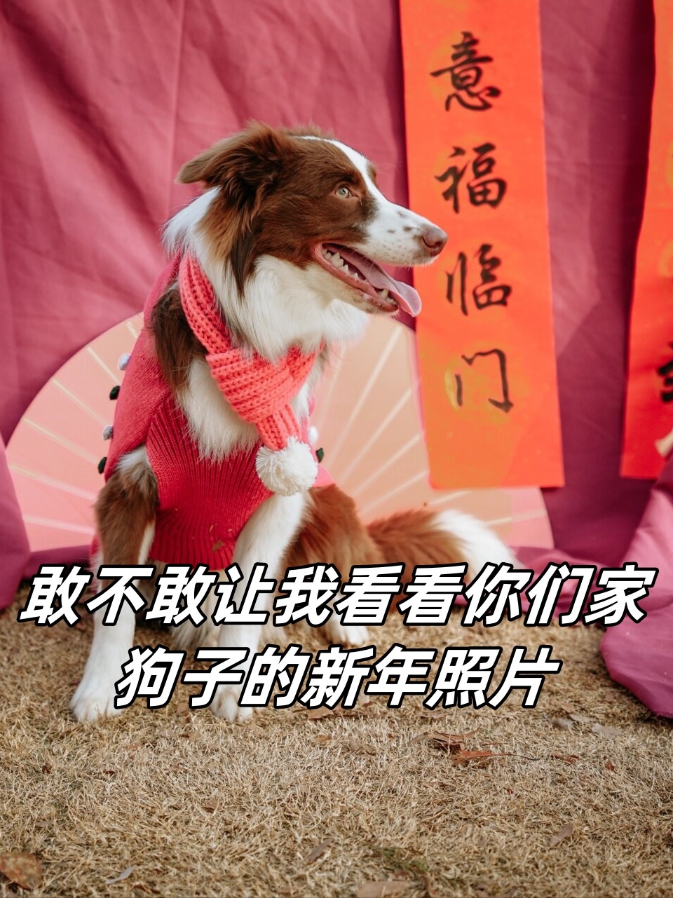 敢不敢让我看看你们家狗子的新年照片