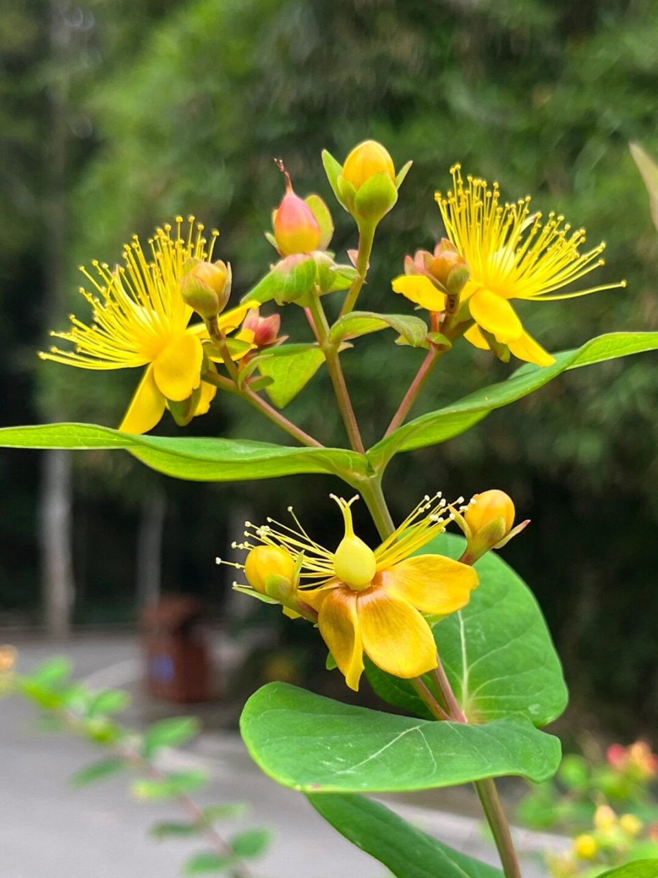 福州植物打标97 | 可爱娇小的浆果金丝桃  金丝桃,学名hypericum