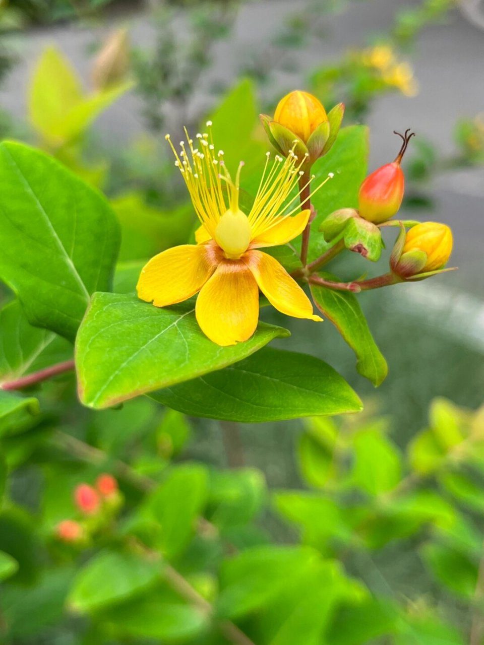 福州植物打标97 | 可爱娇小的浆果金丝桃  金丝桃,学名hypericum