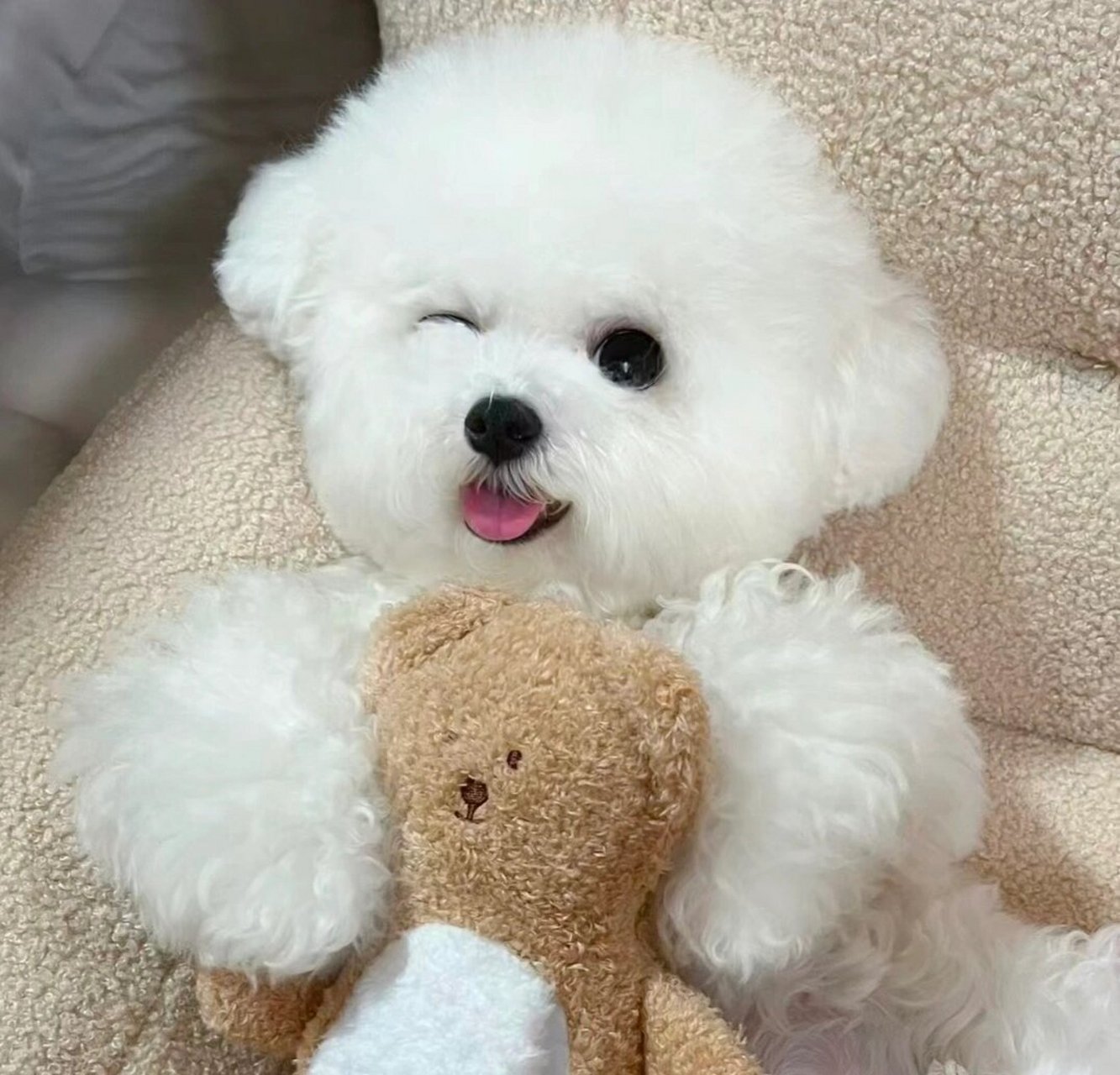 比熊狗狗是一种可爱的犬种,它们通常有着浓密的白色毛发和