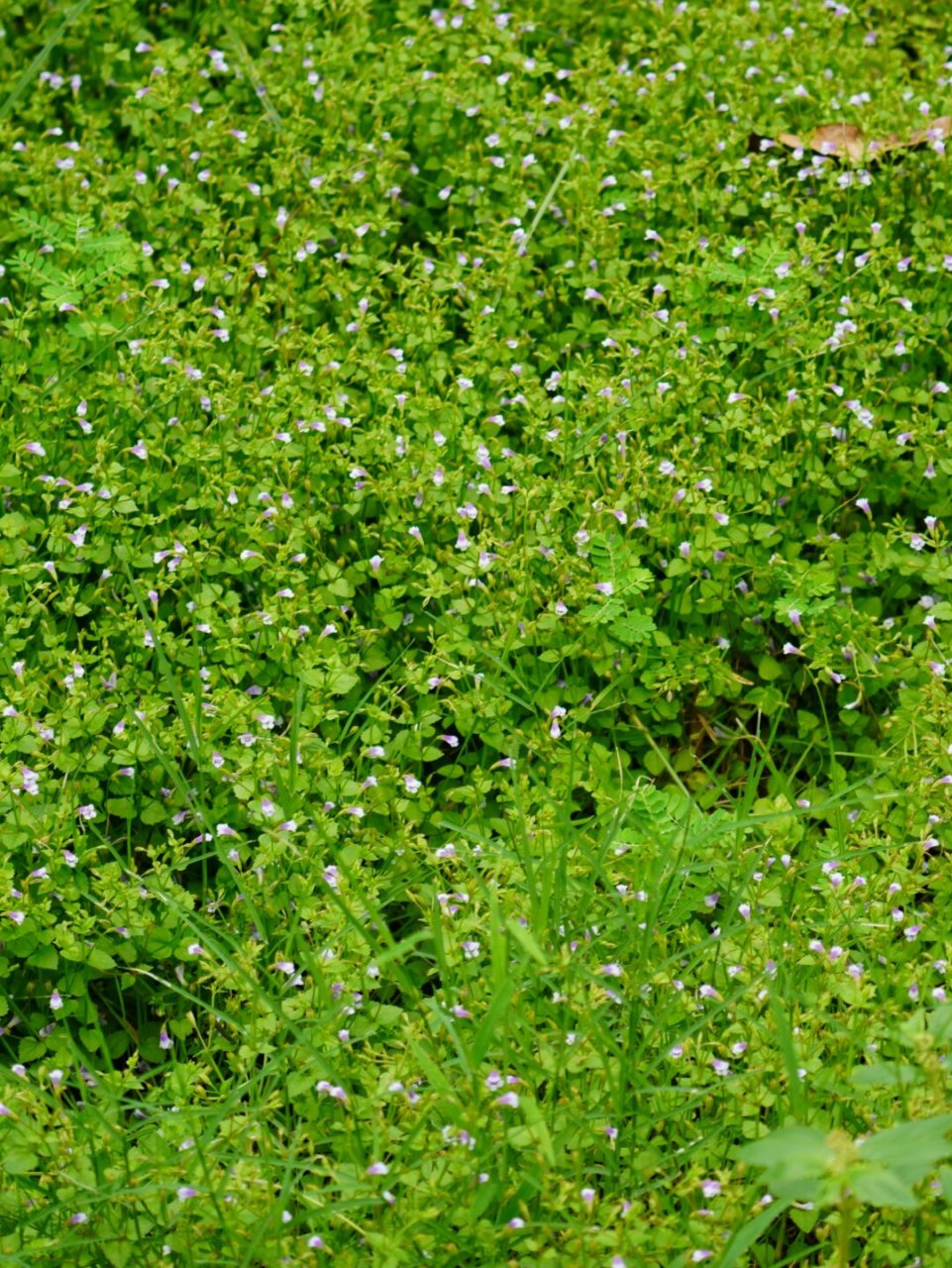 植物:母草,陌上菜属,玄参科;1 厘米不到的小紫花,全年开花,是一味中