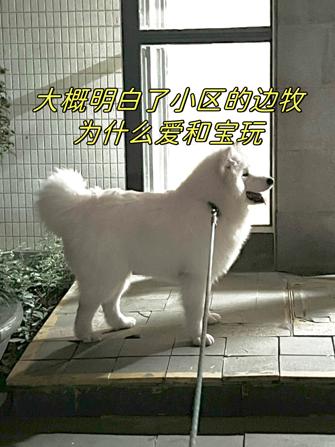 大概明白了小区的边牧为什么爱和宝玩  宝从侧面看真像一只纯白大绵羊