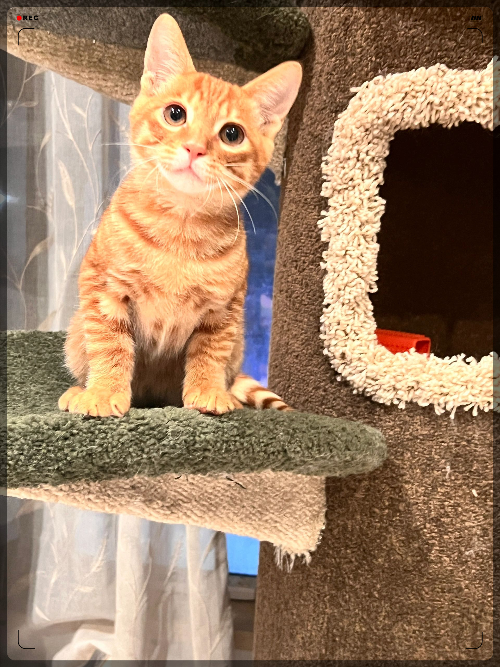 前几天我在马路中间捡到了一只像马喽的橘猫简直太