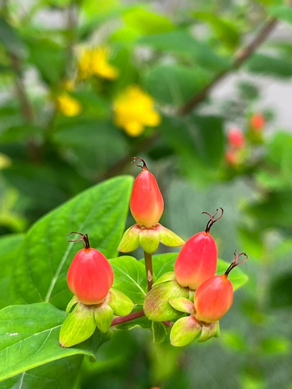 福州植物打标97 | 可爱娇小的浆果金丝桃  金丝桃,学名hypericum