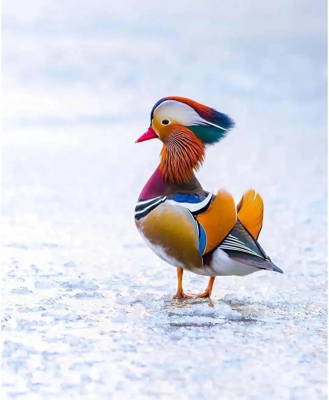 十大美鸟名称及图片: 1.