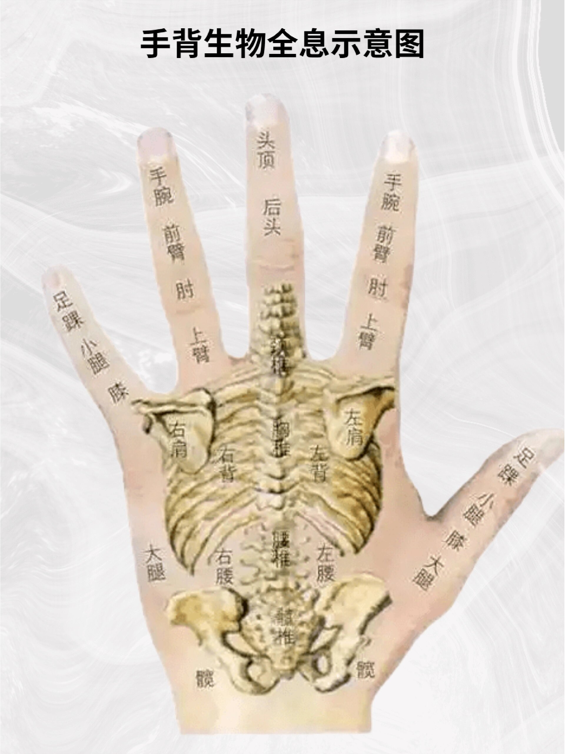 手掌生物全息示意图
