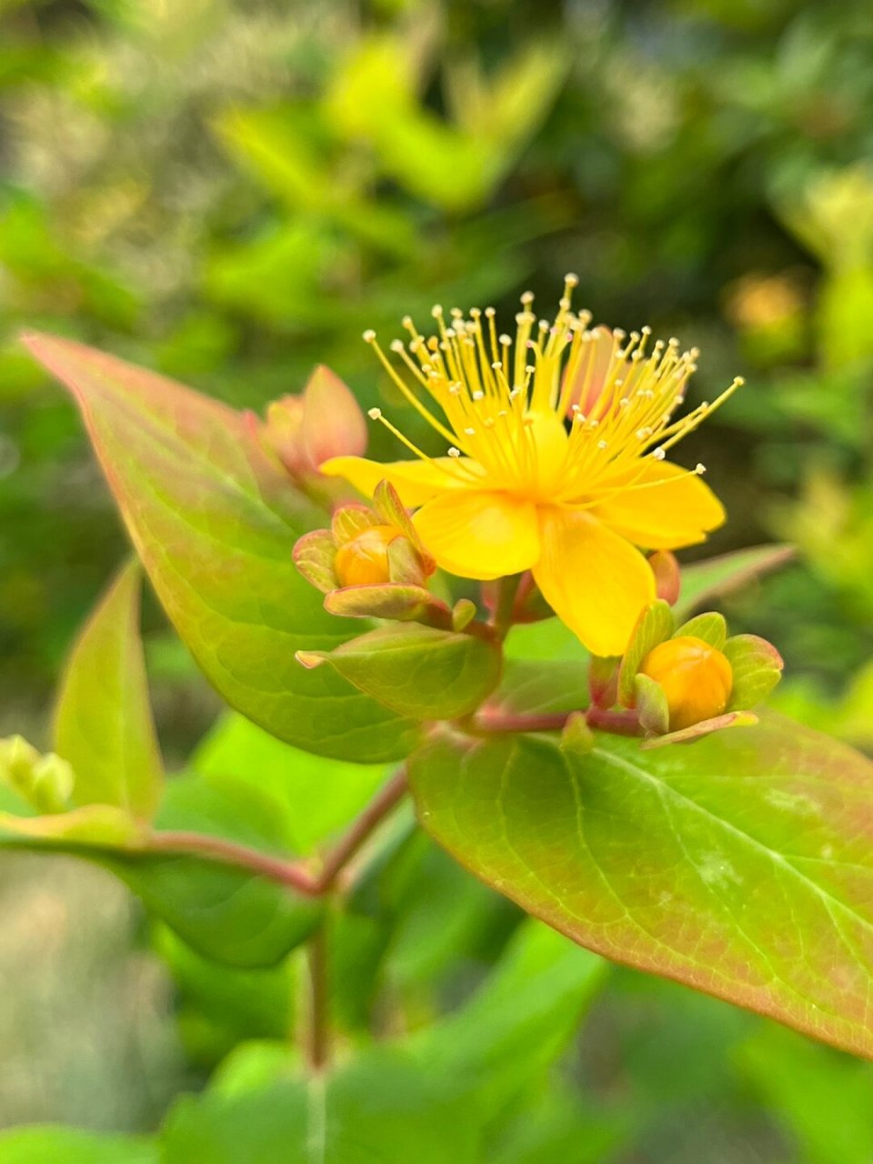 福州植物打标97 | 可爱娇小的浆果金丝桃  金丝桃,学名hypericum