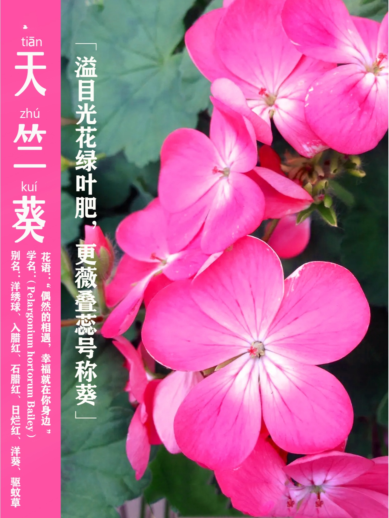 到了夏天花店里就会卖驱蚊草学名香叶天竺葵