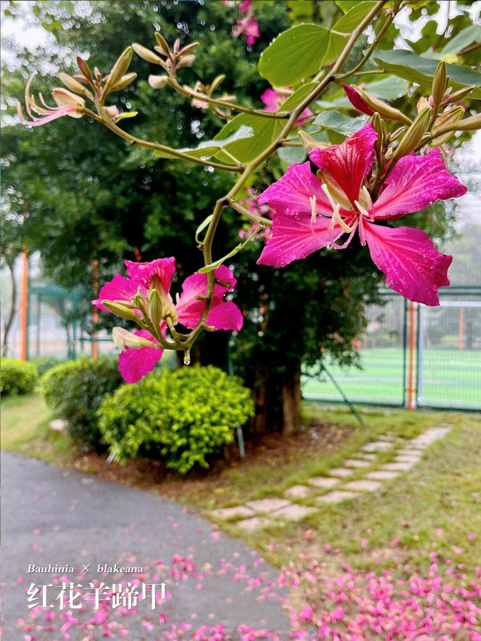 福州植物打标278|初冬艳丽的红花羊蹄甲  洋紫荆,学名bauhinia