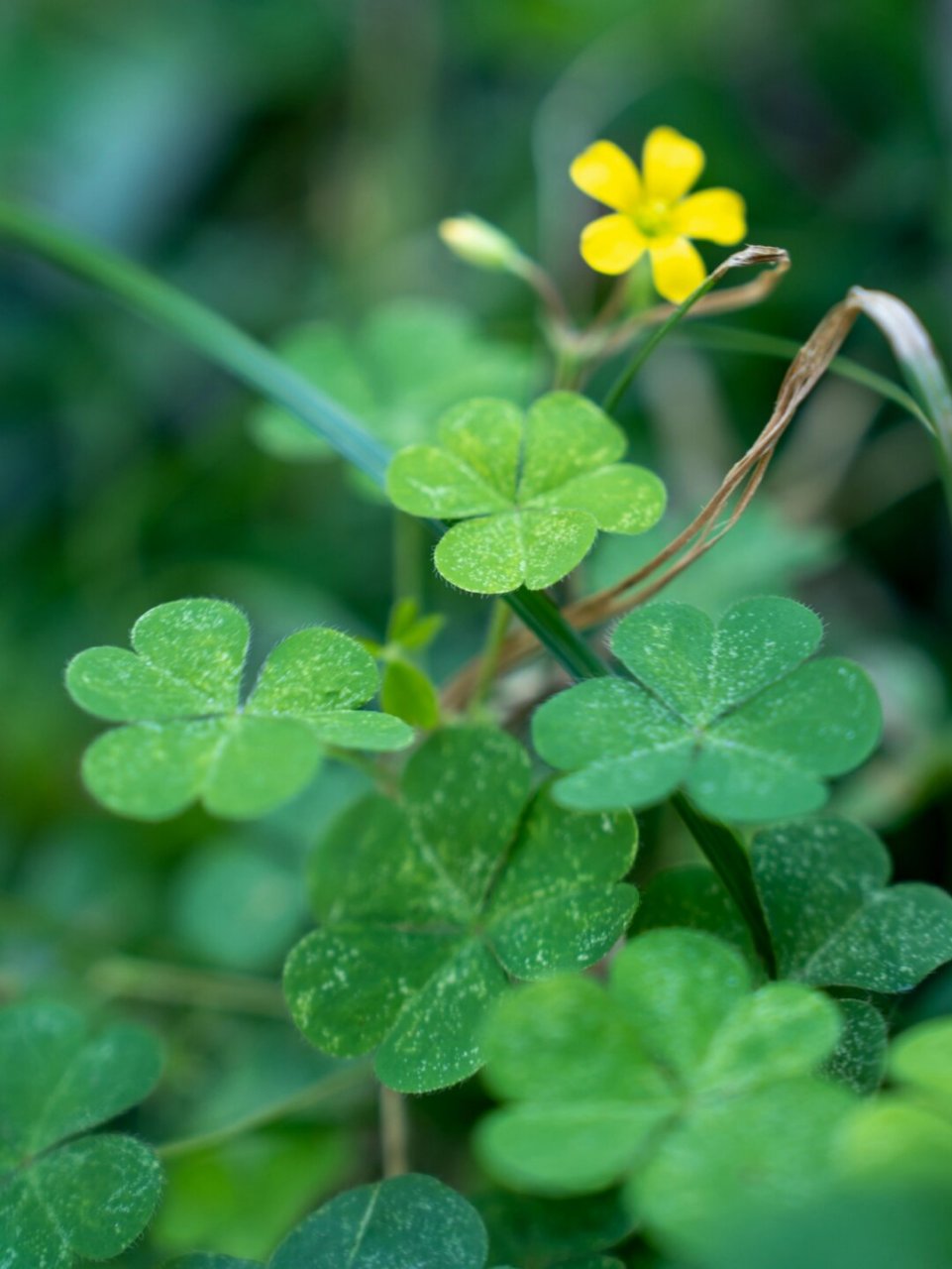 酢浆草,茎叶含草酸,味道酸,多为三片倒心形复叶,也被称为三叶草或