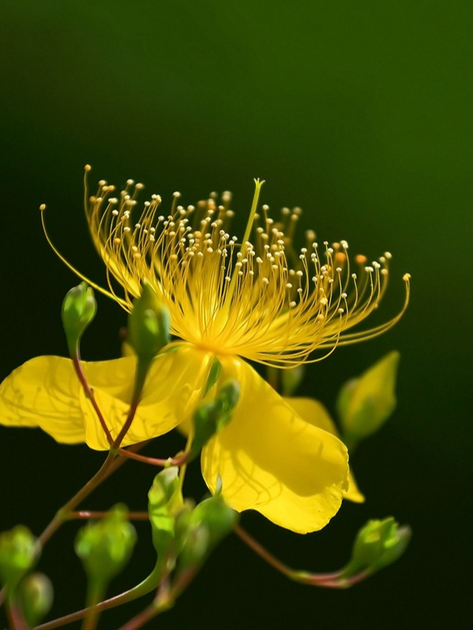 每日识花@「金丝桃」  金丝桃:美丽与药用价值的完美结合  金丝桃,又