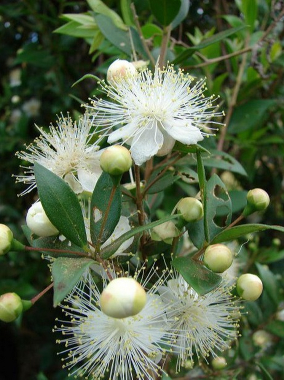 每日识花@「香桃木」  香桃木,学名myrtus communis linn.
