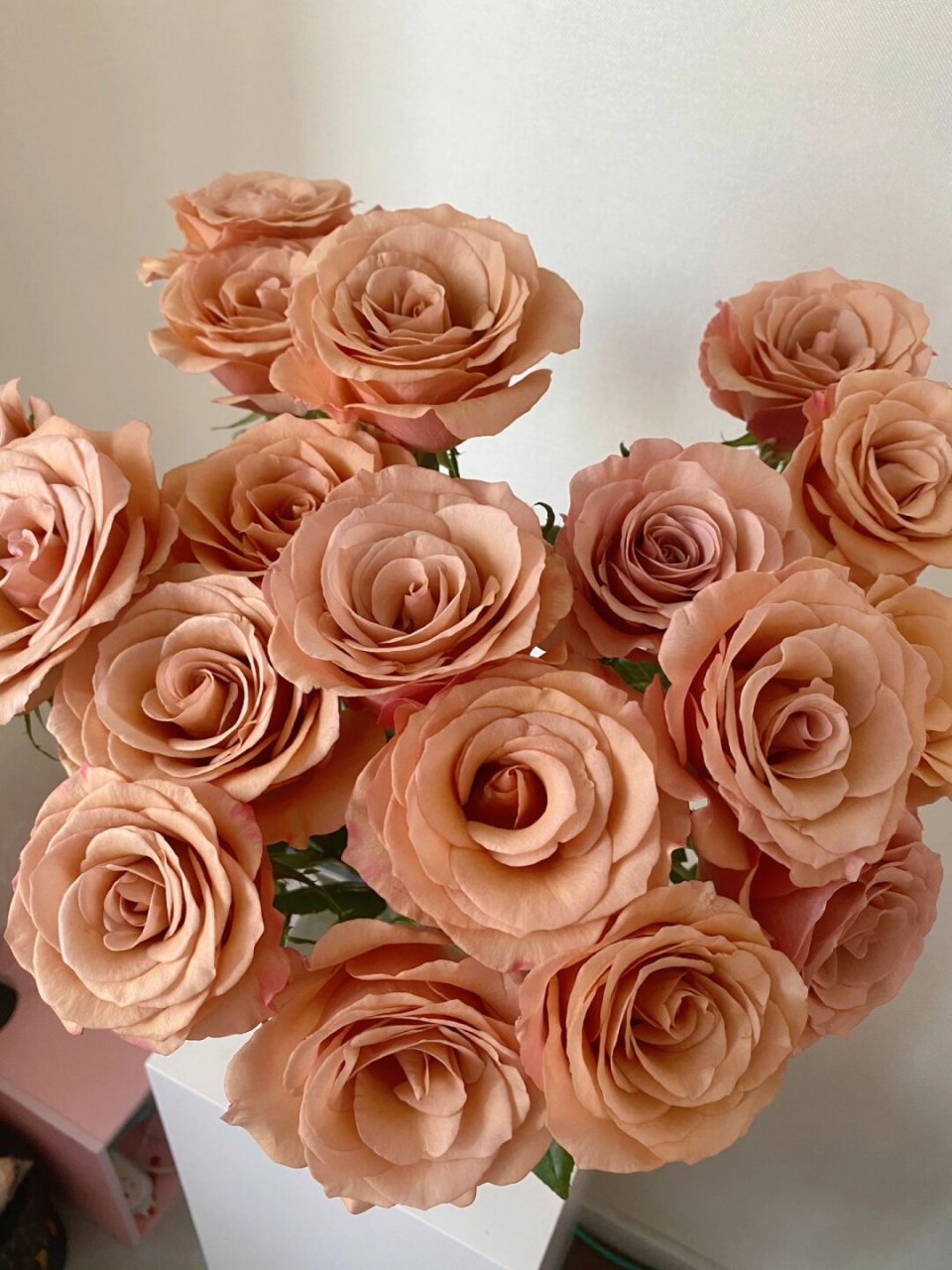 有花说之莫泊玫瑰  莫泊玫瑰,美拉德风新宠奶咖色玫瑰,集卡布奇诺和