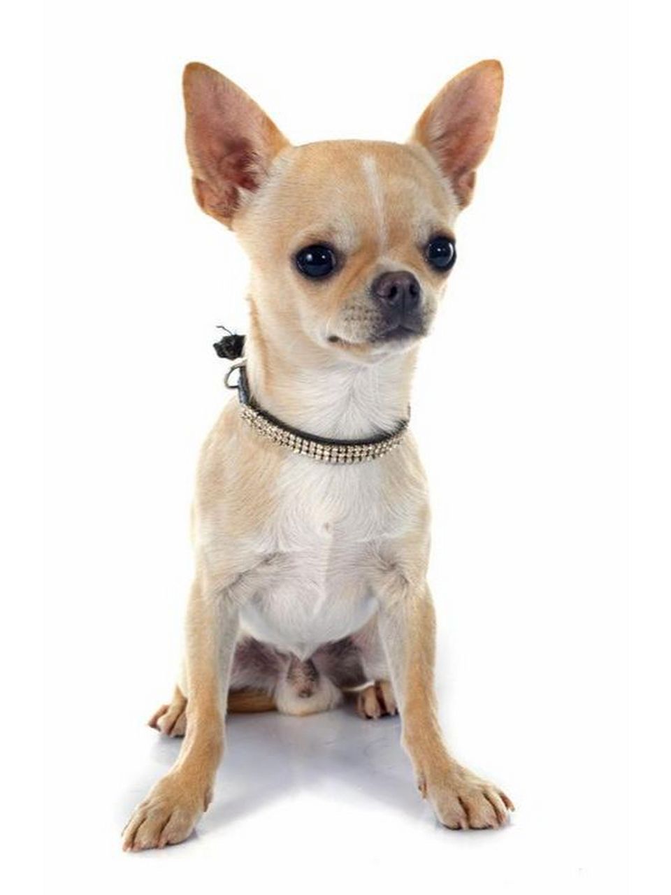 吉娃娃犬是一种体型娇小,非常可爱且聪明忠诚的狗狗  通常被用作家庭