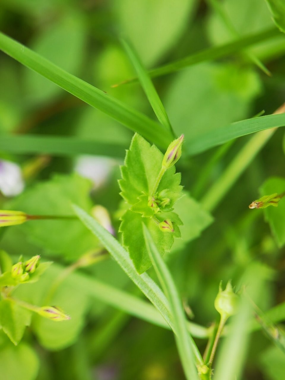 植物:母草,陌上菜属,玄参科;1 厘米不到的小紫花,全年开花,是一味中