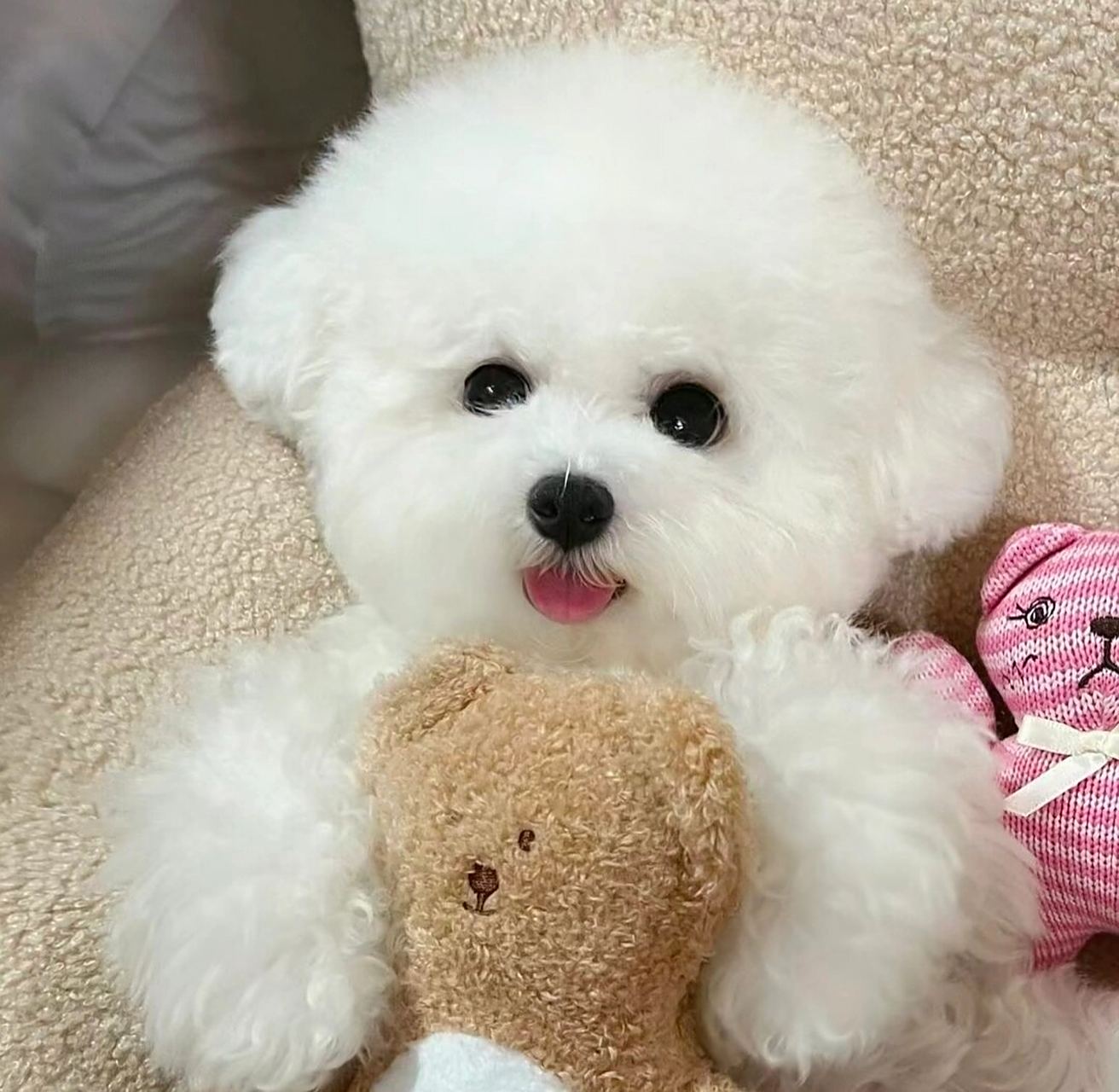 比熊狗狗  比熊狗狗是一种可爱的犬种,它们通常有着浓密的白色毛发和