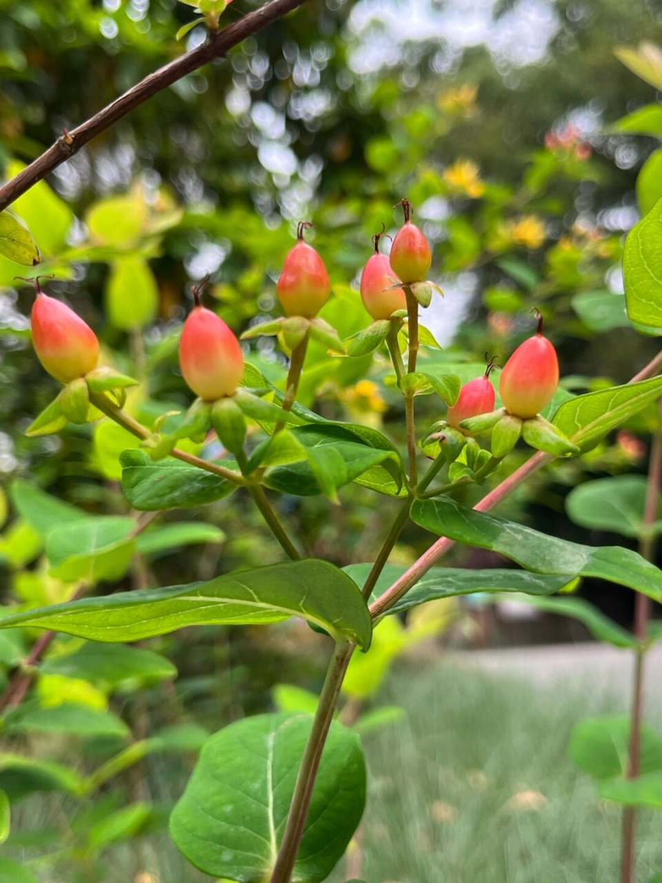 福州植物打标97 | 可爱娇小的浆果金丝桃  金丝桃,学名hypericum