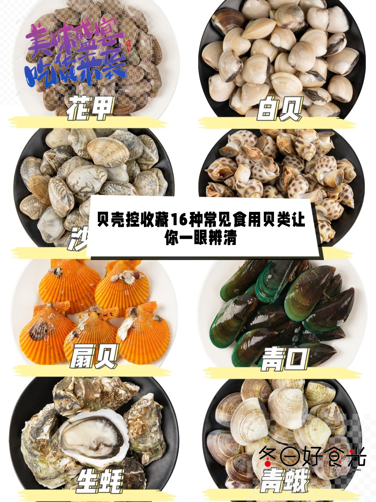 贝壳控收藏16种常见食用贝类让你一眼辨清  贝类美食控们,福利来啦!
