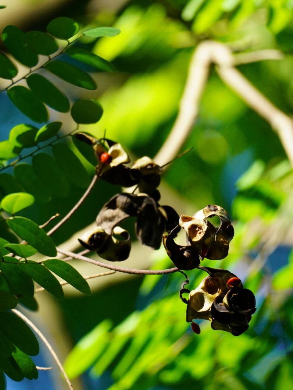 植物笔记222 | 王维诗里的"红豆"  海红豆,豆科海红豆属的一种植物