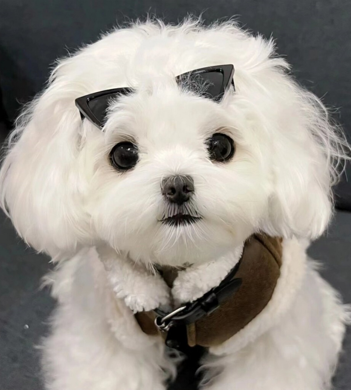 墨镜一带 谁能不爱  一只超酷的马尔济斯狗狗来啦!