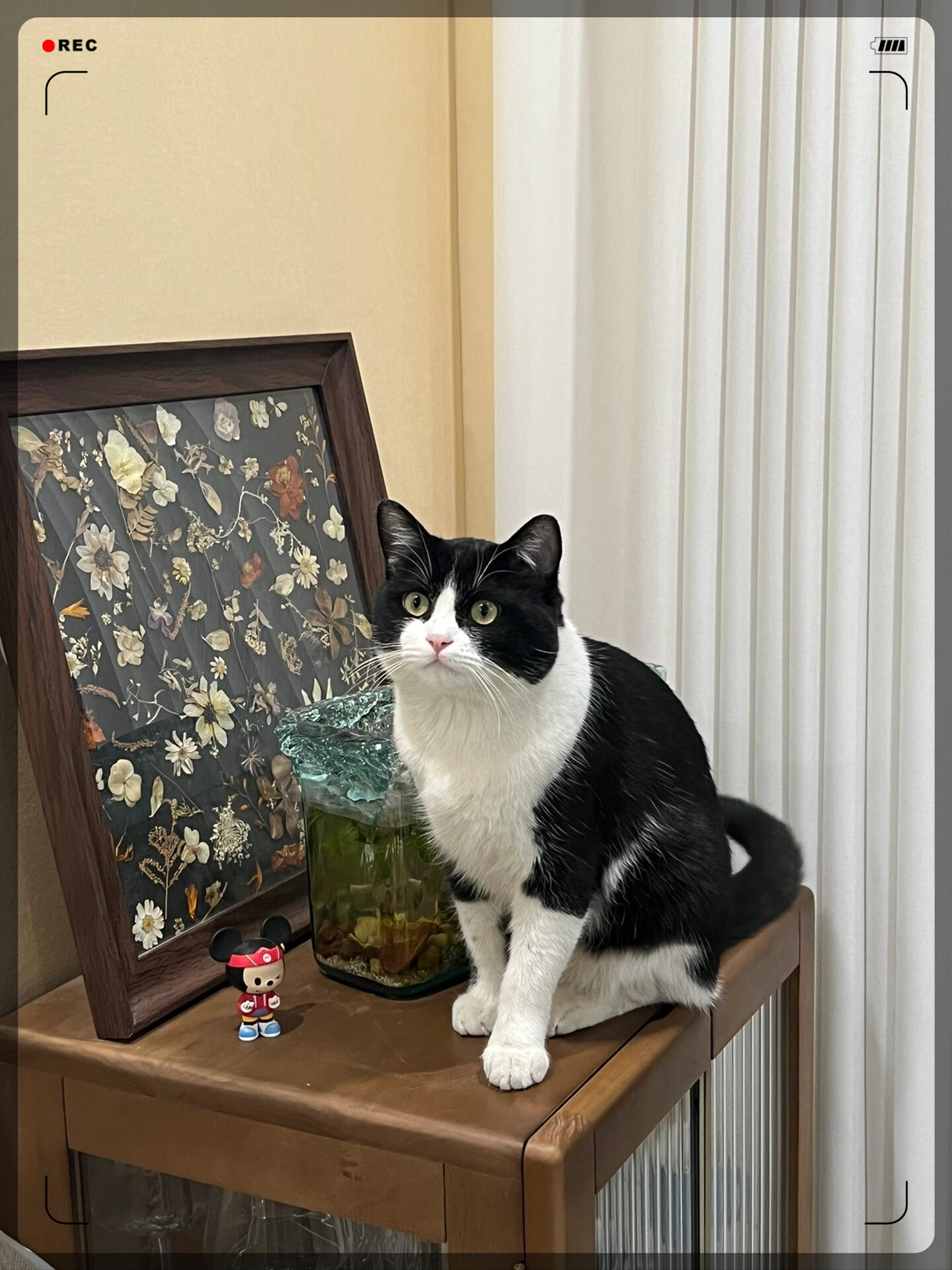 奶牛猫的日常 白手套,每.@馨姐的宠物日记的动态