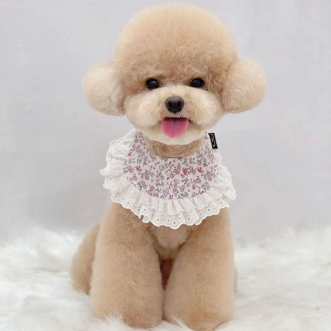 贵宾犬(也被称为"泰迪犬") .