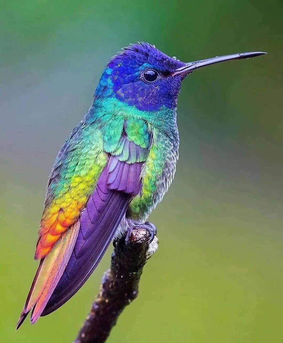 十大美鸟名称及图片: 1.