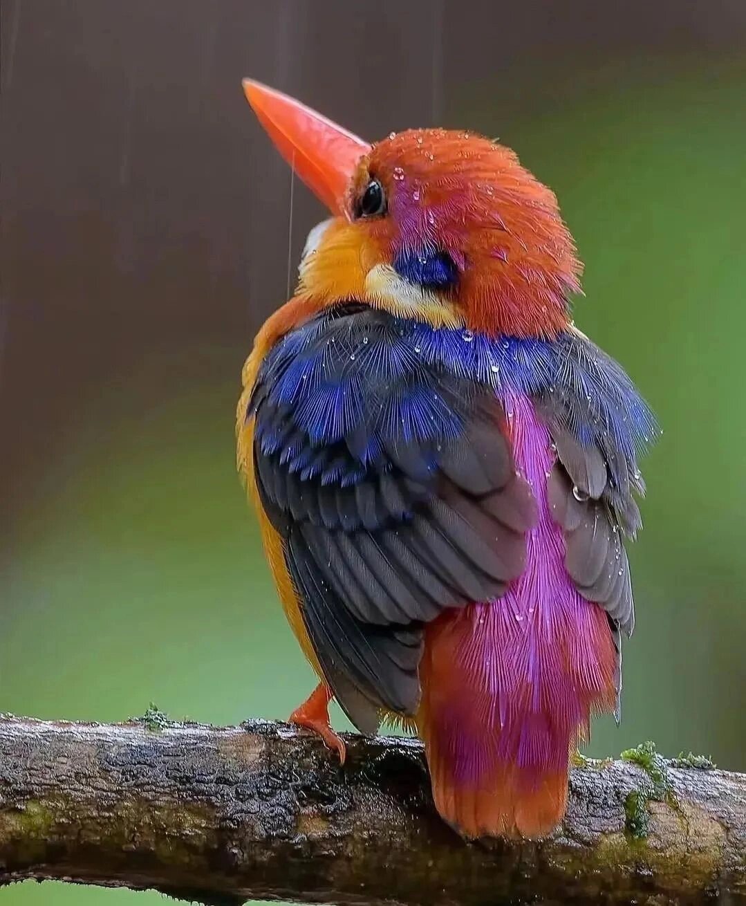 十大美鸟名称及图片: 1.