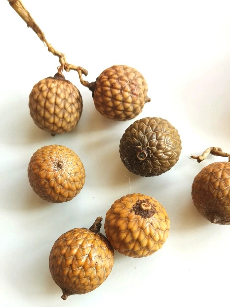 植物分享|奇异种子(16)  黄藤果,又被称为红藤果,是一种独特的果实.