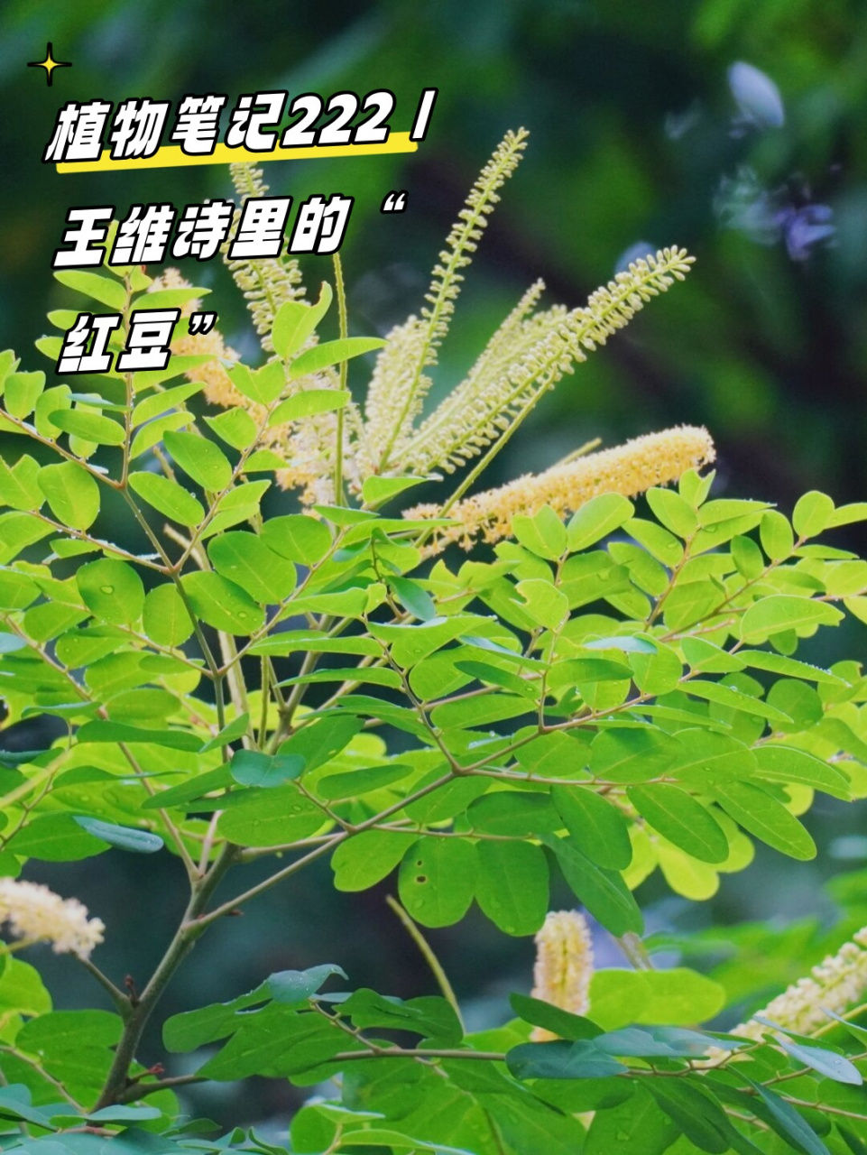 植物笔记222 | 王维诗里的"红豆"  海红豆,豆科海红豆属的一种植物