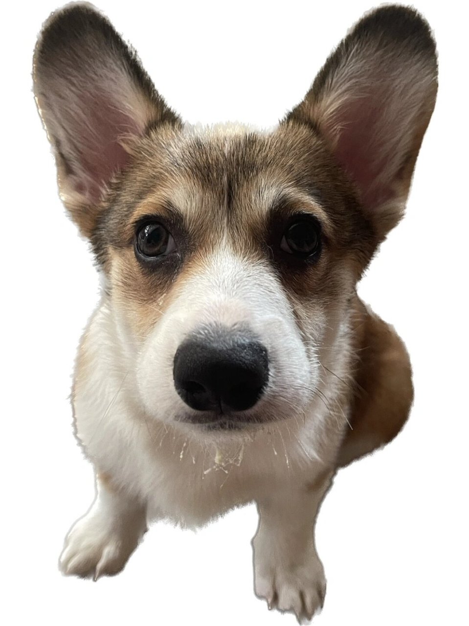 来看我的可爱小狗  吃完饭时,修狗意外地将奶粉粘了一嘴,那无辜又呆萌