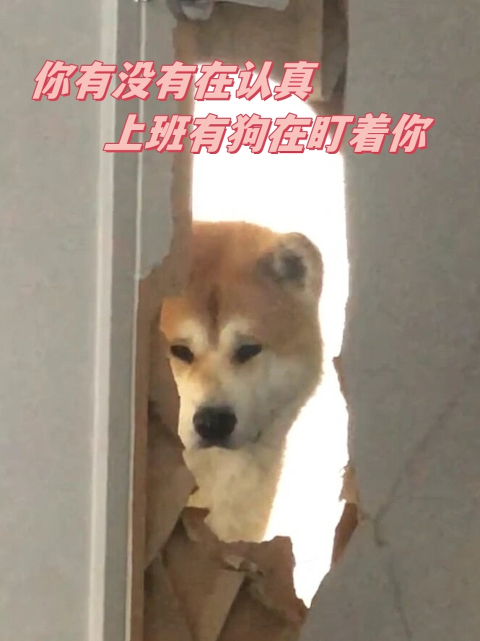 你有没有在认真上班有狗在盯着你  他就这样静静地注视着我,让我想起