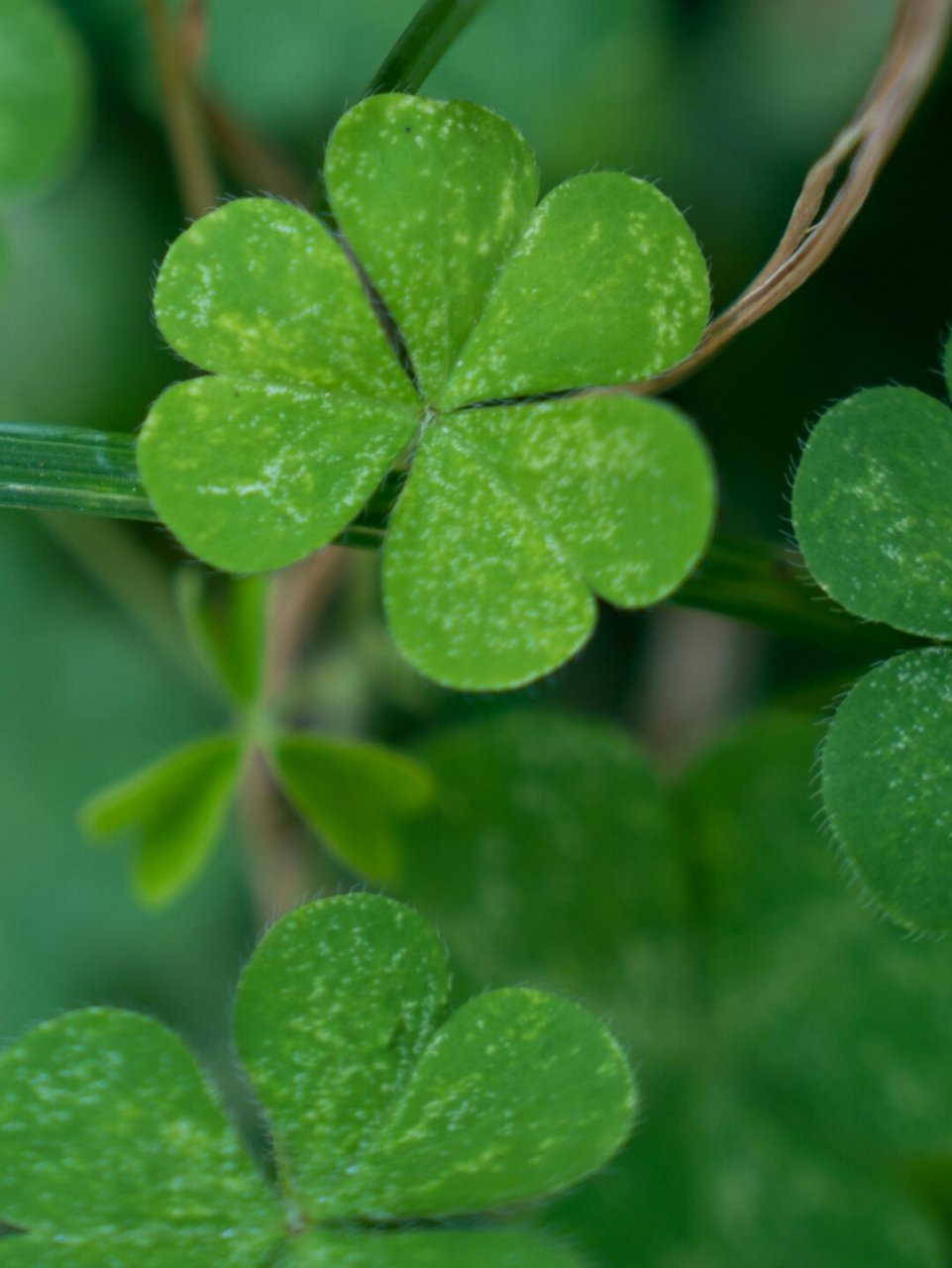 酢浆草,茎叶含草酸,味道酸,多为三片倒心形复叶,也被称为三叶草或