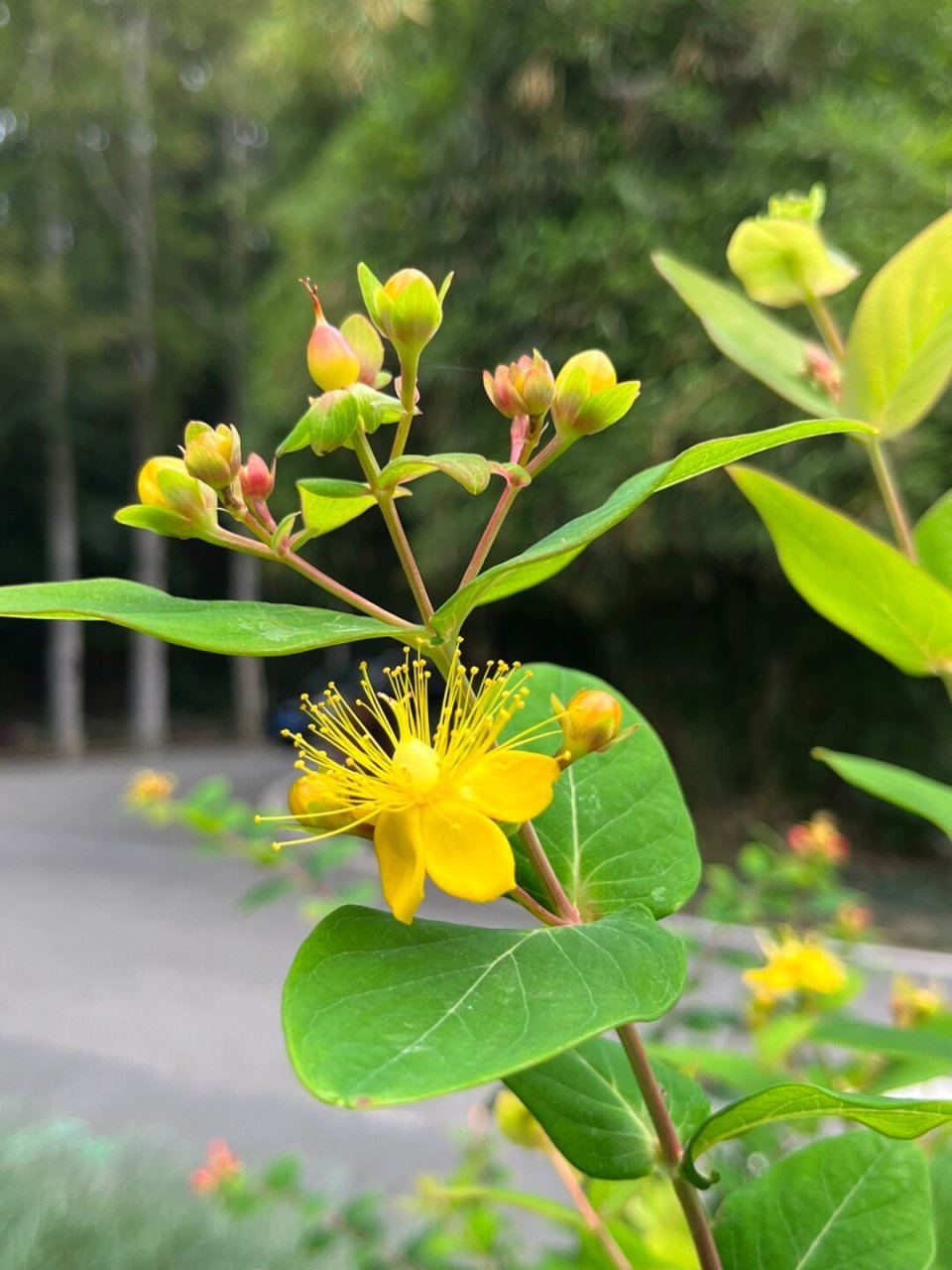 福州植物打标97 | 可爱娇小的浆果金丝桃  金丝桃,学名hypericum