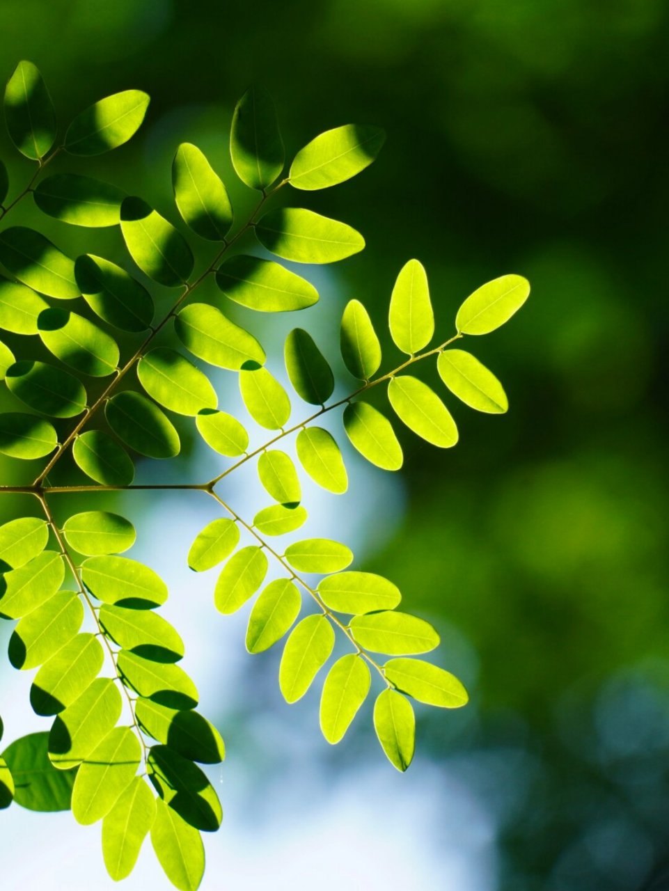 植物笔记222 | 王维诗里的"红豆"  海红豆,豆科海红豆属的一种植物