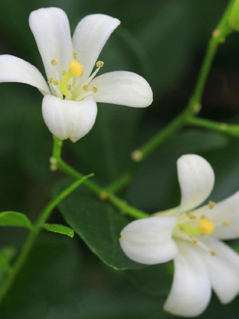 每日识花「七里香」  七里香,小乔木,芸香科九里香属.