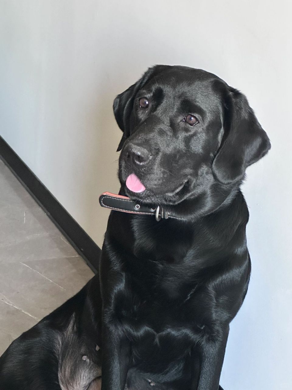 黑色拉布拉多是一种非常可爱和聪明的狗狗.