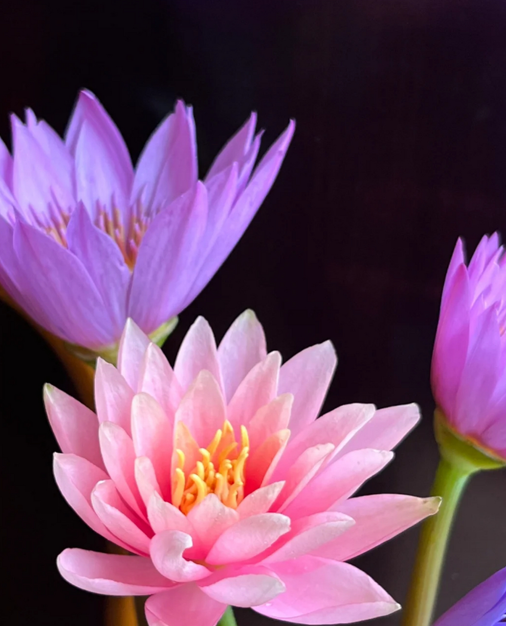 香槟色睡莲:花中睡美人,绝美绽放 在万花丛中,睡莲以其独特的姿态和