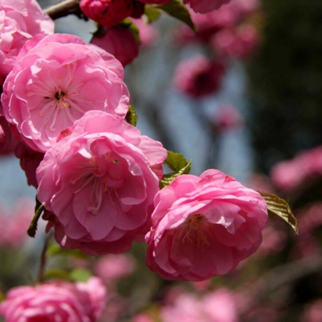 榆叶梅花程式图片