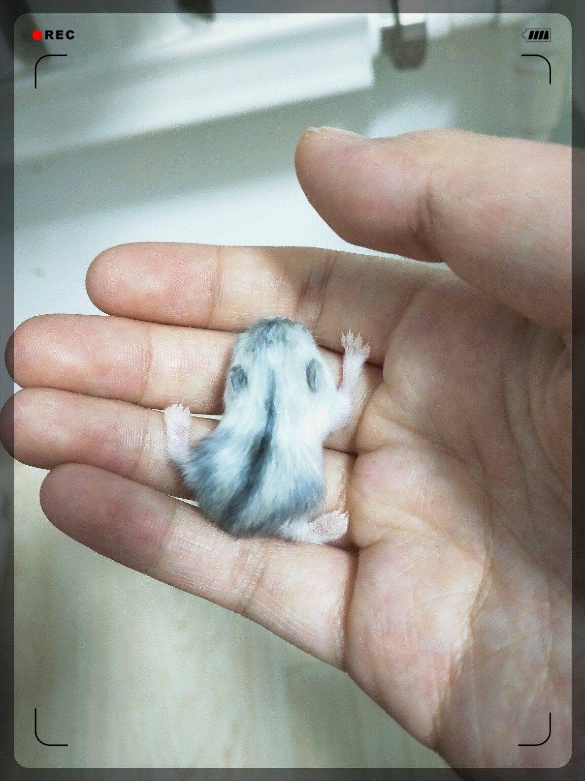 感觉我家崽好像生出了什么了不得的品种～  这是银狐,布丁,三线,金狐?